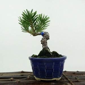 ~     15cm ܂ Pinus thunbergii N}c XVE }c ΐjt ӏܗp Ϗܗp i i