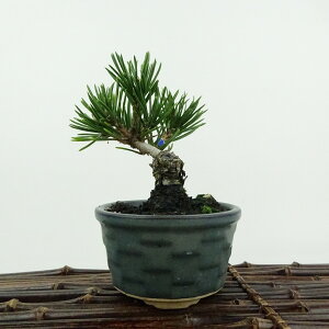 ~     11cm ܂ Pinus thunbergii N}c XVE }c ΐjt ӏܗp Ϗܗp i i 