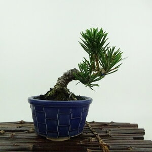 ~     12cm ܂ Pinus thunbergii N}c XVE }c ΐjt ӏܗp Ϗܗp i i