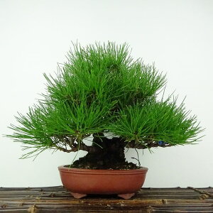 盆栽 松 赤松 樹高 約19cm あかまつ Pinus densiflora アカマツ red pine マツ科 常緑樹 鑑賞用 観賞用 小品 現品