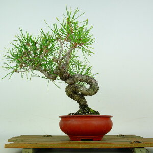 植木 盆栽 赤松」の人気商品一覧 | 安い商品を通販サイトから探す 