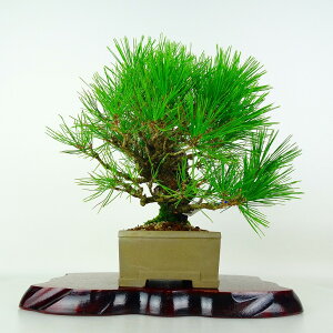 植木 盆栽 赤松」の人気商品一覧・価格比較 - 価格.com
