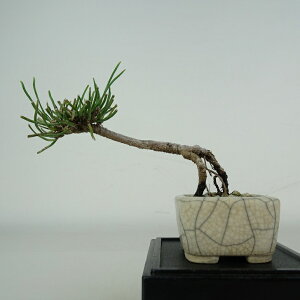 ~   ~j~  6.5cm ͂܂ Pinus pumila nC}c }c ΐjt ӏܗp Ϗܗp i i