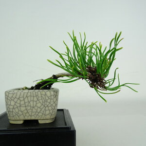 ~   ~j~  ㉺ 5.5cm ͂܂ Pinus pumila nC}c }c ΐjt ӏܗp Ϗܗp i i