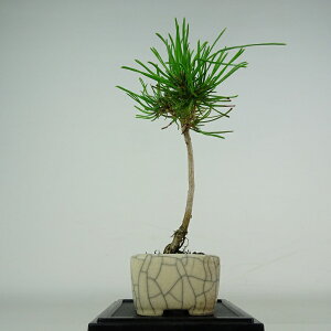 ~   ~j~  12cm ͂܂ Pinus pumila nC}c }c ΐjt ӏܗp Ϗܗp i i