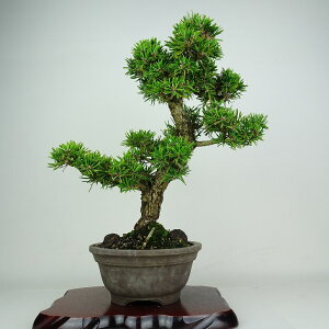 ~     40cm ܂ Pinus thunbergii N}c }c ΐjt ӏ Ϗܗp i