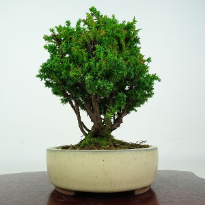 �~�� �� ���[ ���� ��17cm ���� Cryptomeria japonica �X�M �q�m�L�� �X�M�� ��Ύ� �ӏ� �Ϗܗp ���i ���i ��������