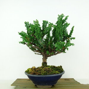 ~ ΉO  23cm Ђ̂ Chamaecyparis obtusa ZbJqmL qmL Ύ Ϗܗp i