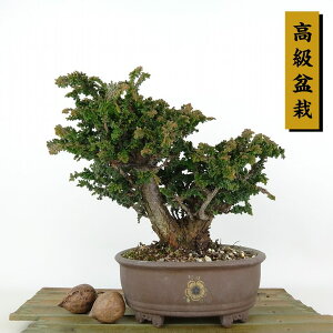~ O ΉO  18cm Ђ̂ ~ Chamaecyparis obtusa ZbJqmL qmL Ύ Ϗܗp i i