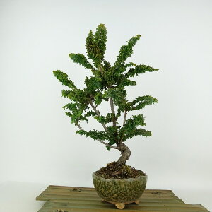 ~ ΉO  33cm Ђ̂ Chamaecyparis obtusa ZbJqmL qmL Ύ Ϗܗp i 
