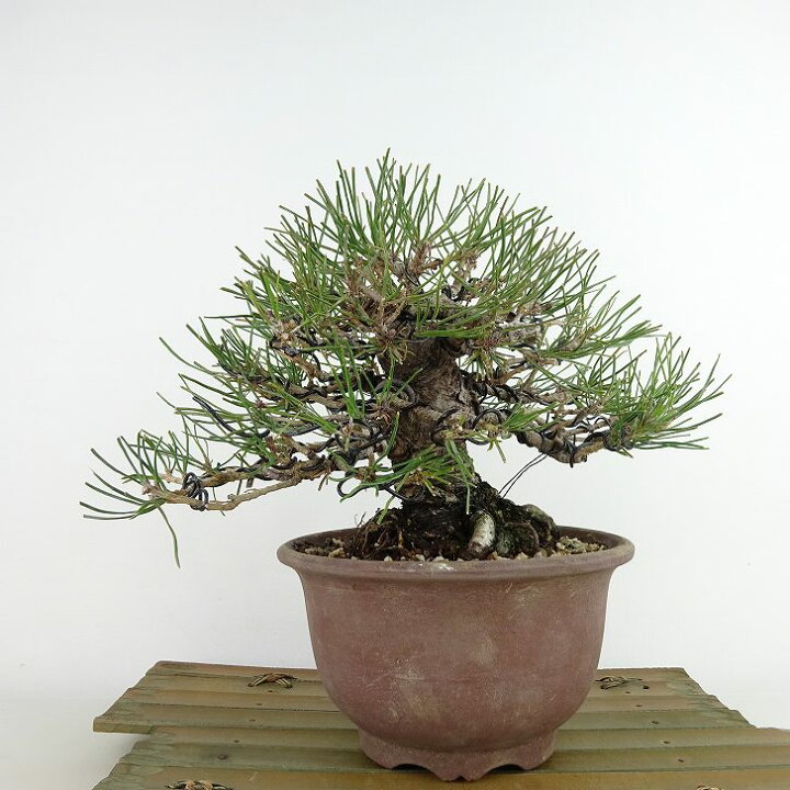 楽天市場】盆栽 松 赤松 樹高 約16cm あかまつ Pinus densiflora 