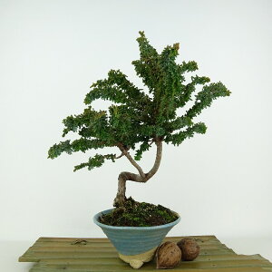 ~ ΉO  26cm Ђ̂ Chamaecyparis obtusa ZbJqmL qmL Ύ Ϗܗp i 