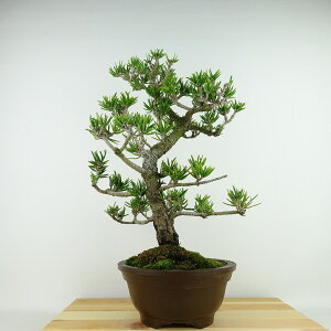 ~     38cm ܂ Pinus thunbergii N}c }c ΐjt Ϗܗp i