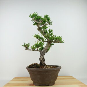 ~     33cm ܂ Pinus thunbergii N}c }c ΐjt Ϗܗp i