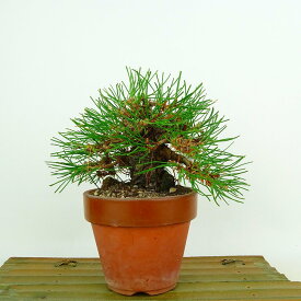 盆栽 松 赤松 樹高 約12cm あかまつ Pinus densiflora アカマツ red pine マツ科 常緑樹 観賞用 小品 現品