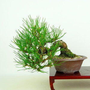 ~  ԏ  ㉺ 17cm ܂ Pinus densiflora AJ}c red pine }c Ύ Ϗܗp i i