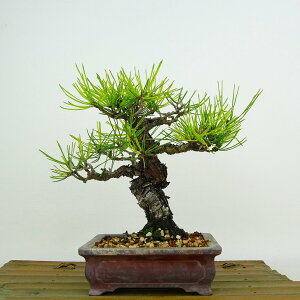 ~  ԏ  17cm ܂ Pinus densiflora AJ}c red pine }c Ύ Ϗܗp i i 