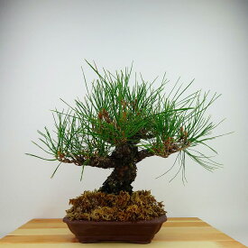 盆栽 松 赤松 樹高 約26cm あかまつ Pinus densiflora アカマツ red pine マツ科 常緑樹 観賞用 現品