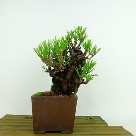 盆栽 松 黒松 錦松 樹高 約18cm にしきまつ Pinus thunbergii ニシキマツ マツ科 常緑針葉樹 観賞用 小品 現品