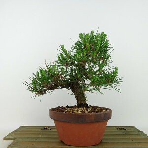 ~  ԏ  17cm ܂ Pinus densiflora AJ}c red pine }c Ύ Ϗܗp i i
