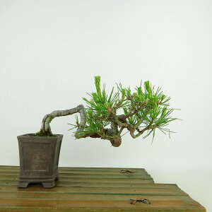 ~  ԏ  ㉺ 9cm ܂ Pinus densiflora AJ}c red pine }c Ύ Ϗܗp i i 