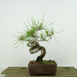 ~  ԏ  16cm ܂ Pinus densiflora AJ}c red pine }c Ύ Ϗܗp i i 