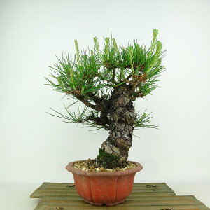 ~  ԏ  27cm ܂ Pinus densiflora AJ}c red pine }c Ύ Ϗܗp i