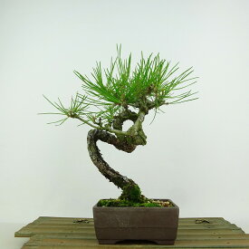 盆栽 松 赤松 樹高 約20cm あかまつ Pinus densiflora アカマツ red pine マツ科 常緑樹 観賞用 小品 現品 送料無料