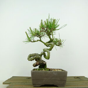~  ԏ  18cm ܂ Pinus densiflora AJ}c red pine }c Ύ Ϗܗp i i 