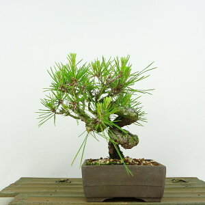 ~  ԏ  14cm ܂ Pinus densiflora AJ}c red pine }c Ύ Ϗܗp i i 
