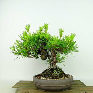 ~  ԏ  21cm ܂ Pinus densiflora AJ}c red pine }c Ύ Ϗܗp i