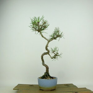 ~  ԏ  29cm ܂ Pinus densiflora AJ}c red pine }c Ύ Ϗܗp i 