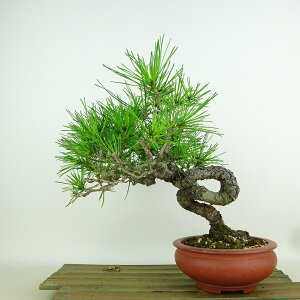 ~  ԏ  22cm ܂ Pinus densiflora AJ}c red pine }c Ύ Ϗܗp i 