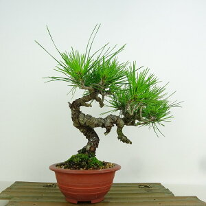 ~  ԏ  20cm ܂ Pinus densiflora AJ}c red pine }c Ύ Ϗܗp i i 