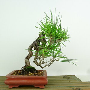 ~  ԏ  20cm ܂ Pinus densiflora AJ}c red pine }c Ύ Ϗܗp i i 