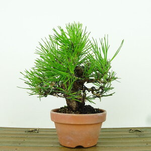 ~  ԏ  13cm ܂ Pinus densiflora AJ}c red pine }c Ύ Ϗܗp i i