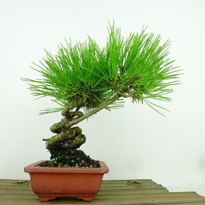 ~  ԏ  18cm ܂ Pinus densiflora AJ}c red pine }c Ύ Ϗܗp i i 