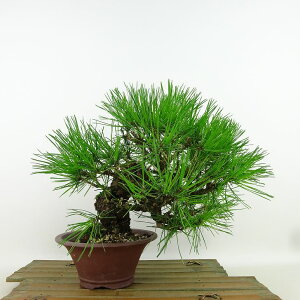 ~  ԏ  ㉺ 20cm ܂ Pinus densiflora AJ}c red pine }c Ύ Ϗܗp i i