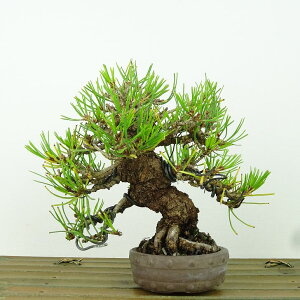 ~  ԏ  14cm ܂ Pinus densiflora AJ}c red pine }c Ύ Ϗܗp i i