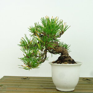 ~  ԏ  ㉺ 13cm ܂ Pinus densiflora AJ}c red pine }c Ύ Ϗܗp i i