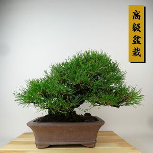~  ԏ  24cm ܂ ~ Pinus densiflora AJ}c red pine }c Ύ Ϗܗp i