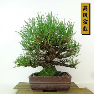 ~  ԏ  23cm ܂ ~ Pinus densiflora AJ}c red pine }c Ύ Ϗܗp i