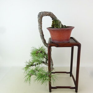 ~  ԏ  ㉺ 32cm ܂ Pinus densiflora AJ}c red pine R }c Ύ Ϗܗp i