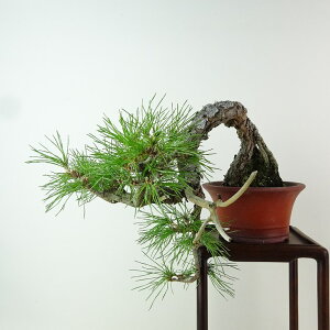 ~  ԏ  ㉺ 21cm ܂ Pinus densiflora AJ}c red pine R }c Ύ Ϗܗp i