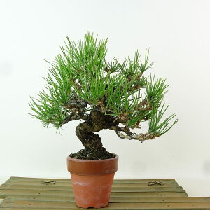 ~  ԏ  16cm ܂ Pinus densiflora AJ}c red pine }c Ύ Ϗܗp i i