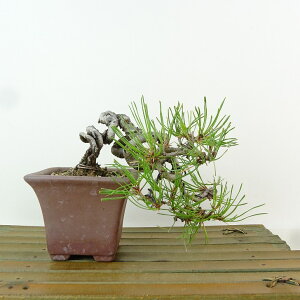 ~  ԏ  ㉺ 11cm ܂ Pinus densiflora AJ}c red pine }c Ύ Ϗܗp i i 