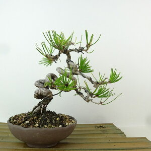 ~  ԏ  16cm ܂ Pinus densiflora AJ}c red pine }c Ύ Ϗܗp i i 