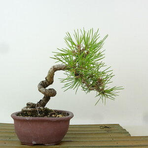 ~  ԏ  15cm ܂ Pinus densiflora AJ}c red pine }c Ύ Ϗܗp i i 