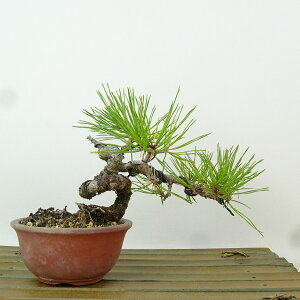 ~  ԏ  10cm ܂ Pinus densiflora AJ}c red pine }c Ύ Ϗܗp i i 