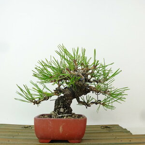 ~  ԏ  10cm ܂ Pinus densiflora AJ}c red pine }c Ύ Ϗܗp i i